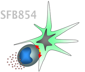 logo-sfb logo-sfb